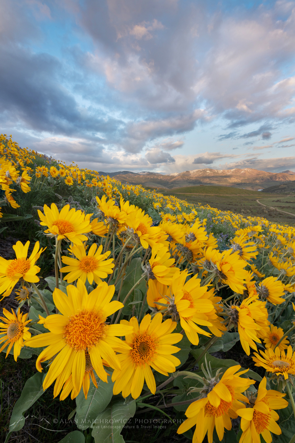 Arrowleaf Balsamroot (Balsamorhiza sagittata) growing in meadows of the Methow Valley, North Cascades Washington #85661