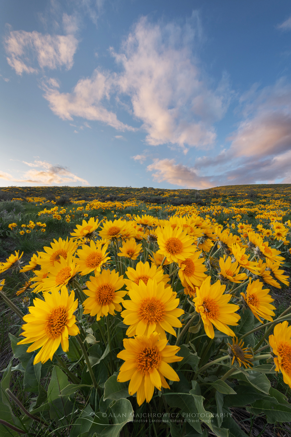 Arrowleaf Balsamroot (Balsamorhiza sagittata) growing in meadows of the Methow Valley, North Cascades, Washington #85674