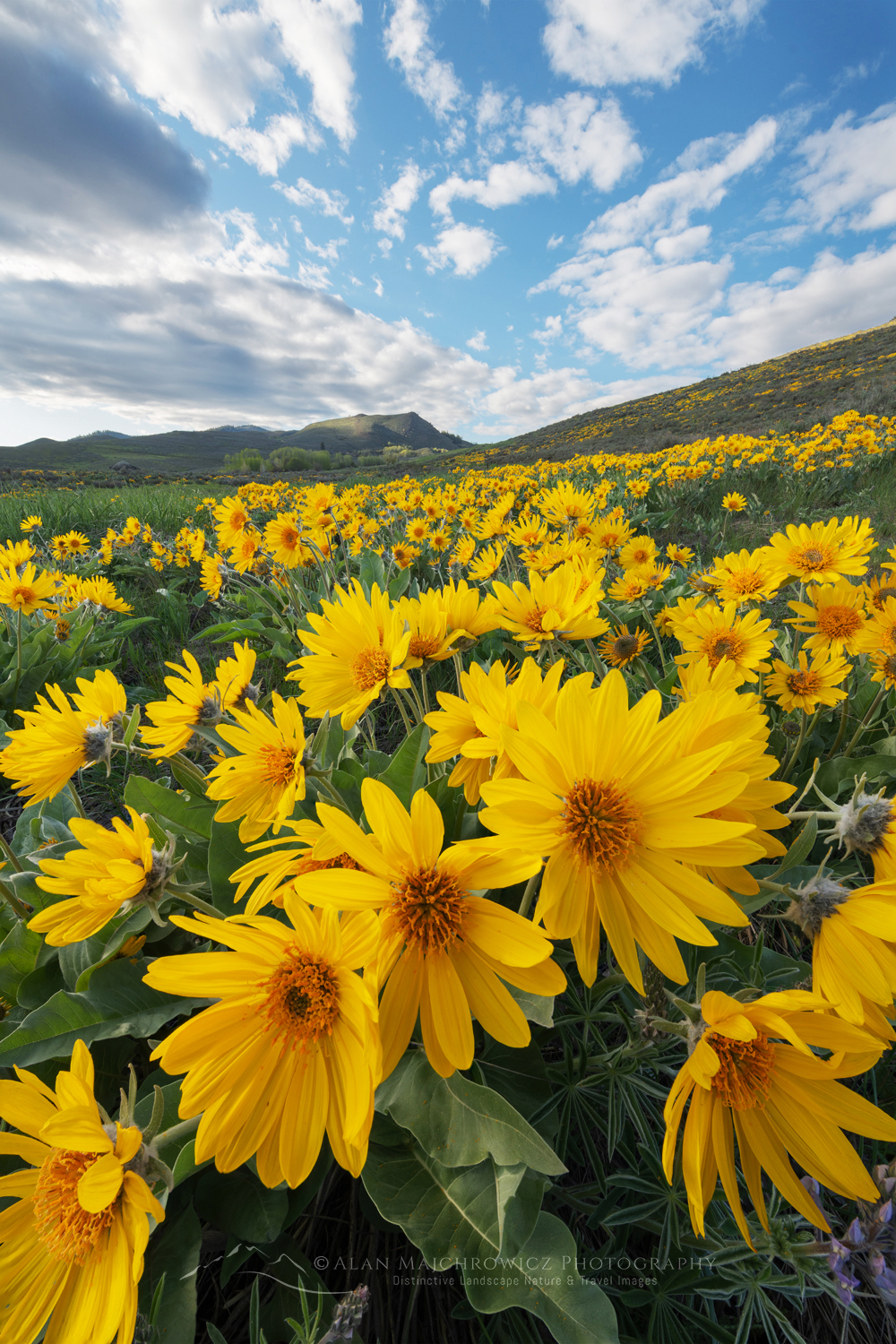 Arrowleaf Balsamroot (Balsamorhiza sagittata) growing in meadows of the Methow Valley, North Cascades, Washington #85697