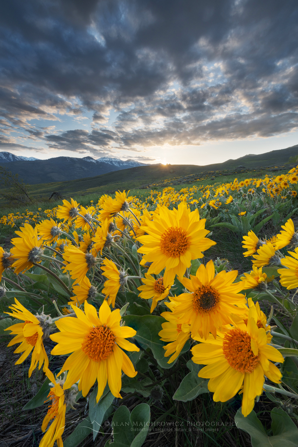 Arrowleaf Balsamroot (Balsamorhiza sagittata) growing in meadows of the Methow Valley, North Cascades, Washington #85742