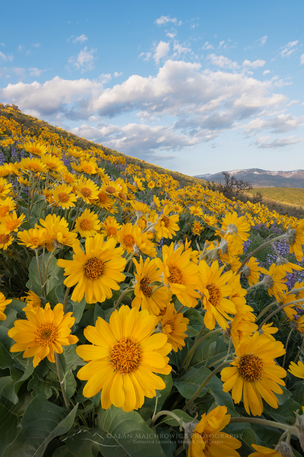Arrowleaf Balsamroot (Balsamorhiza sagittata) growing in meadows of the Methow Valley, North Cascades, Washington #85773