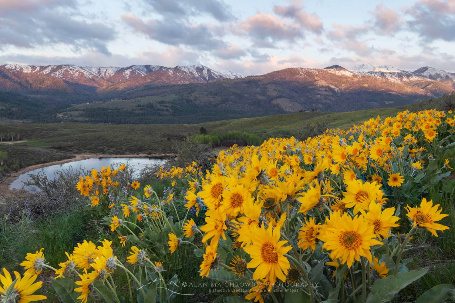 Arrowleaf Balsamroot (Balsamorhiza sagittata) growing in meadows of the Methow Valley, North Cascades, Washington #85778