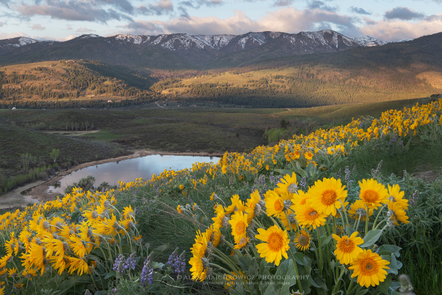 Arrowleaf Balsamroot (Balsamorhiza sagittata) growing in meadows of the Methow Valley, North Cascades, Washington #85603