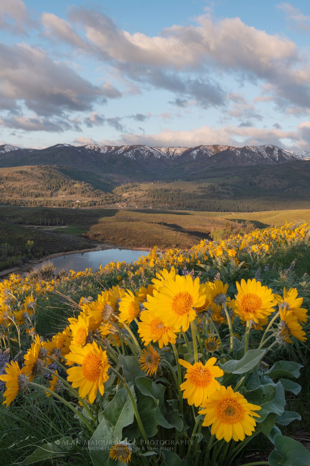 Arrowleaf Balsamroot (Balsamorhiza sagittata) growing in meadows of the Methow Valley, North Cascades, Washington #85609