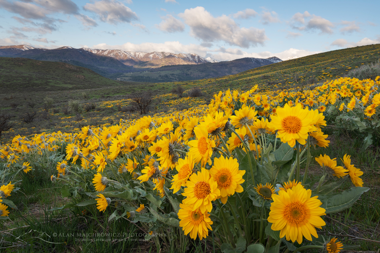 Arrowleaf Balsamroot (Balsamorhiza sagittata) growing in meadows of the Methow Valley, North Cascades, Washington #85623