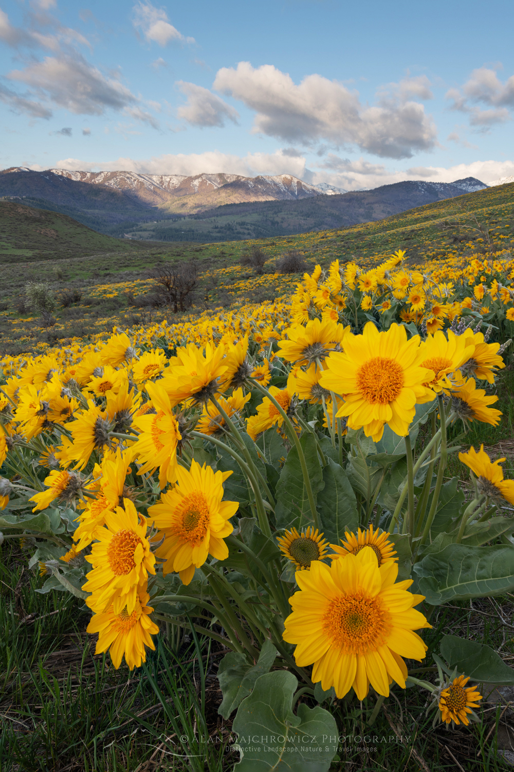 Arrowleaf Balsamroot (Balsamorhiza sagittata) growing in meadows of the Methow Valley, North Cascades, Washington #85628