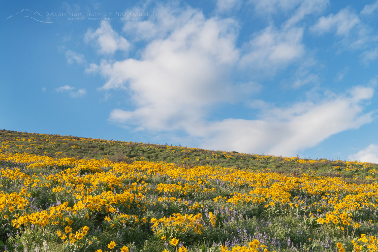 Arrowleaf Balsamroot (Balsamorhiza sagittata) growing in meadows of the Methow Valley, North Cascades, Washington #85635