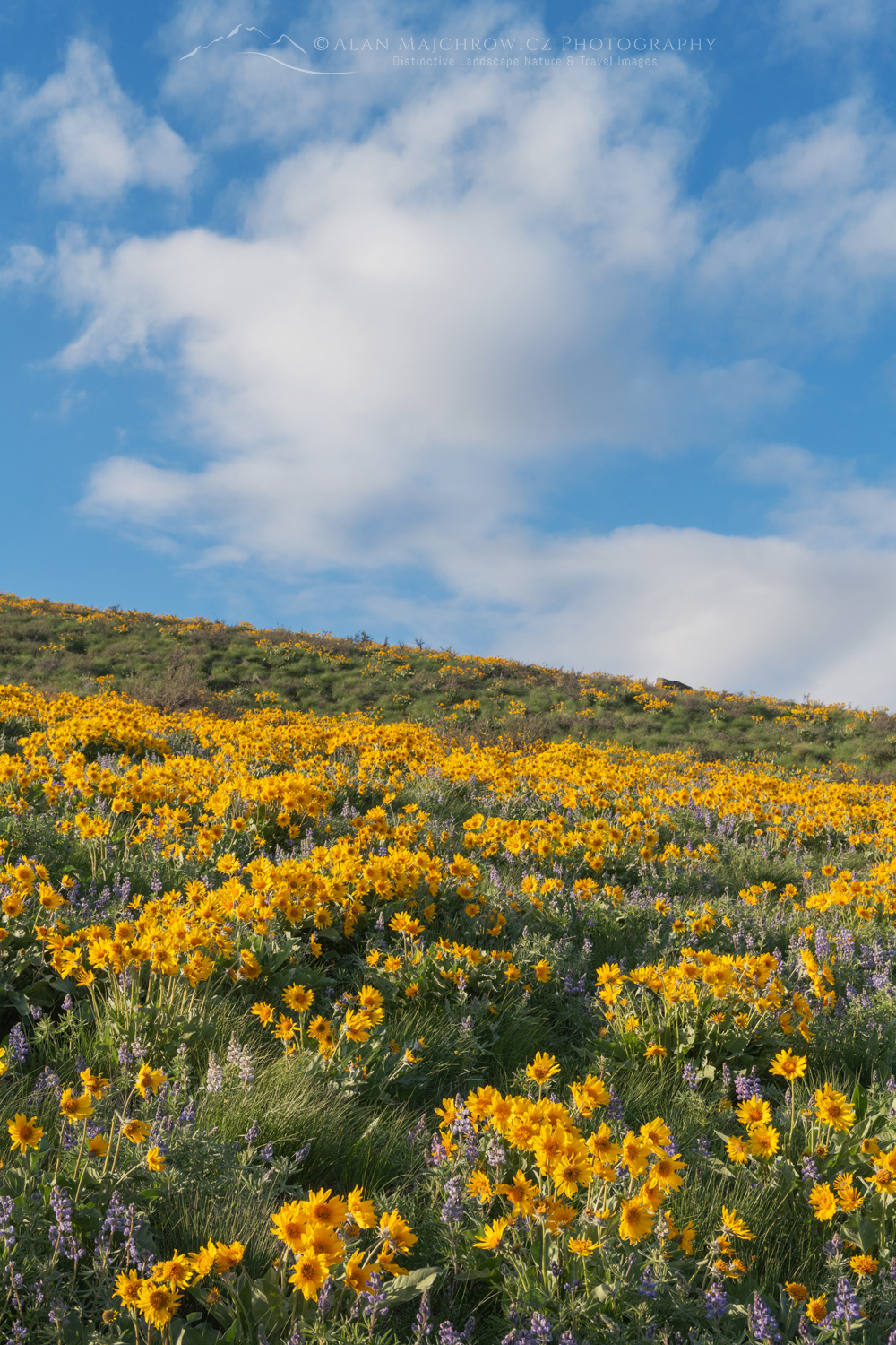 Arrowleaf Balsamroot (Balsamorhiza sagittata) growing in meadows of the Methow Valley, North Cascades, Washington #85636