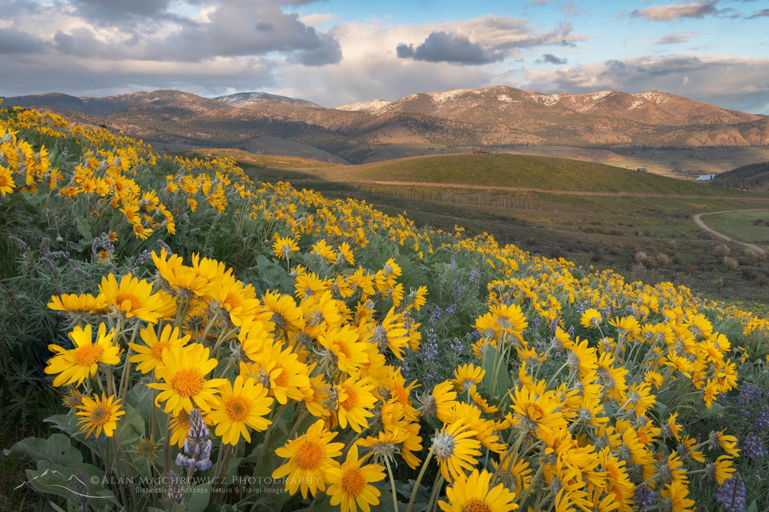 Arrowleaf Balsamroot (Balsamorhiza sagittata) growing in meadows of the Methow Valley, North Cascades, Washington #85648