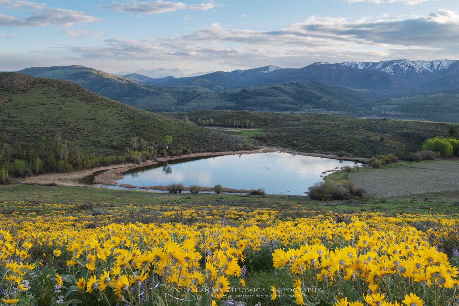 Arrowleaf Balsamroot (Balsamorhiza sagittata) growing in meadows of the Methow Valley, North Cascades, Washington #85700