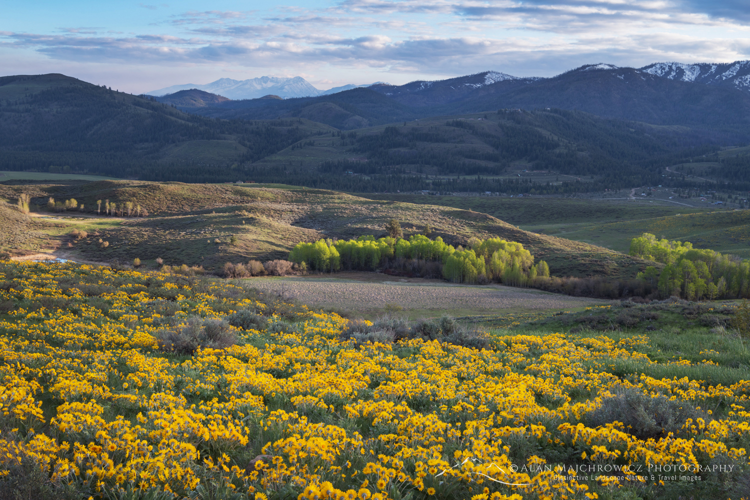 Arrowleaf Balsamroot (Balsamorhiza sagittata) growing in meadows of the Methow Valley, North Cascades, Washington #85701
