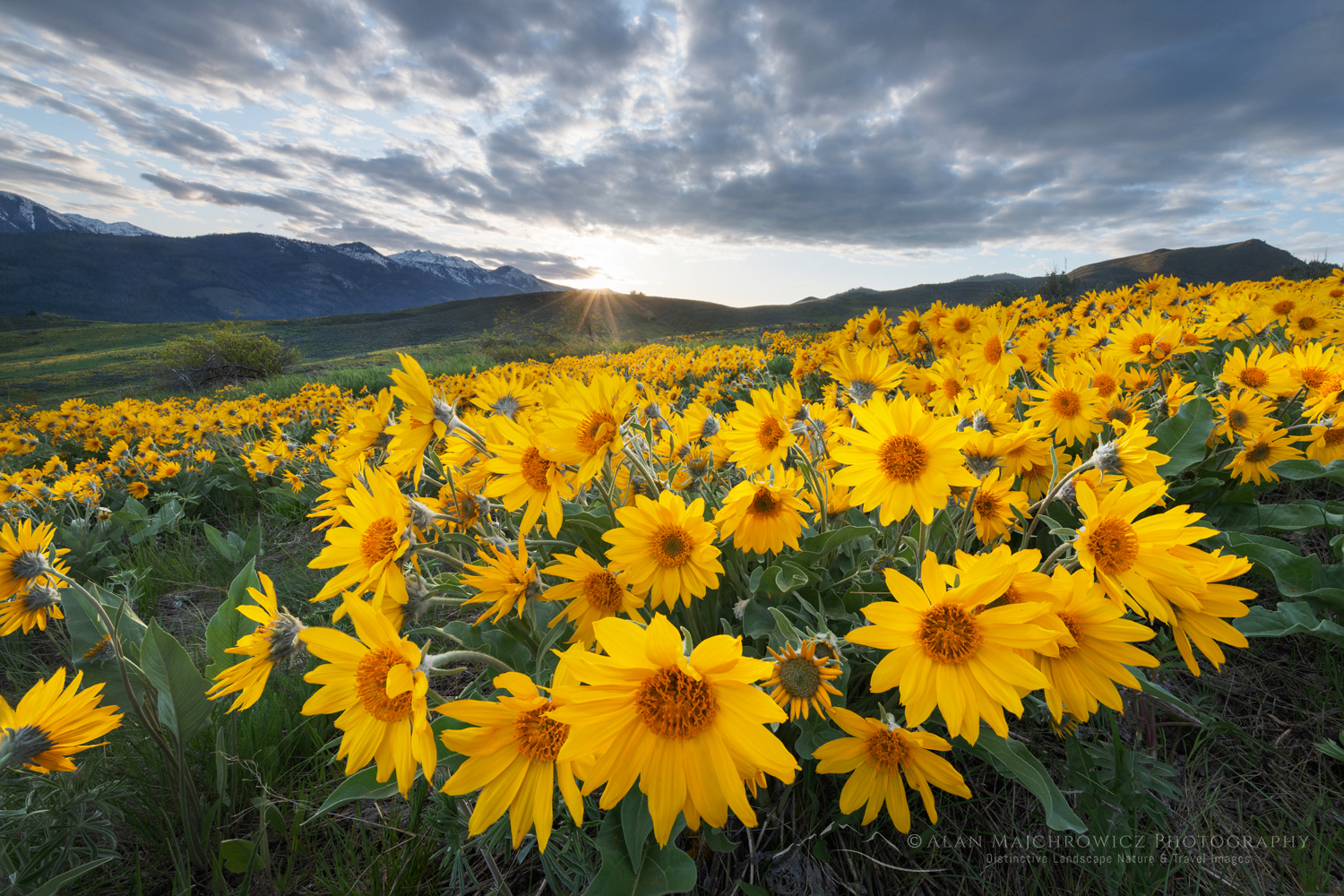 Arrowleaf Balsamroot (Balsamorhiza sagittata) growing in meadows of the Methow Valley, North Cascades, Washington #85716