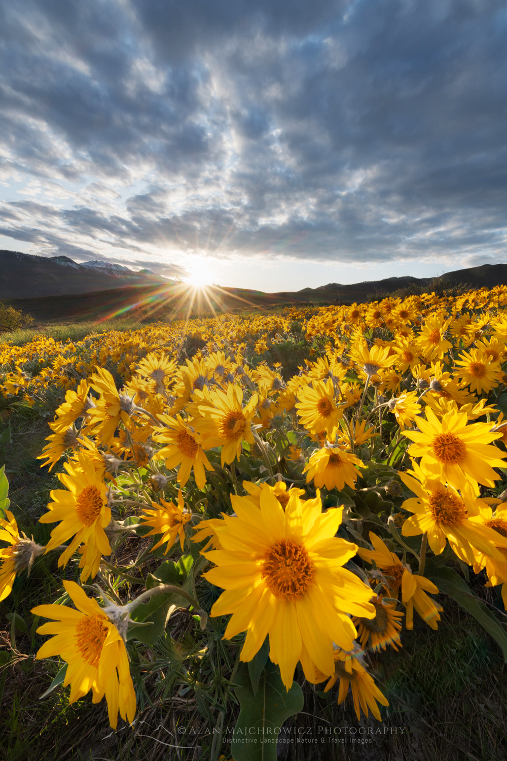 Arrowleaf Balsamroot (Balsamorhiza sagittata) growing in meadows of the Methow Valley, North Cascades, Washington #85729