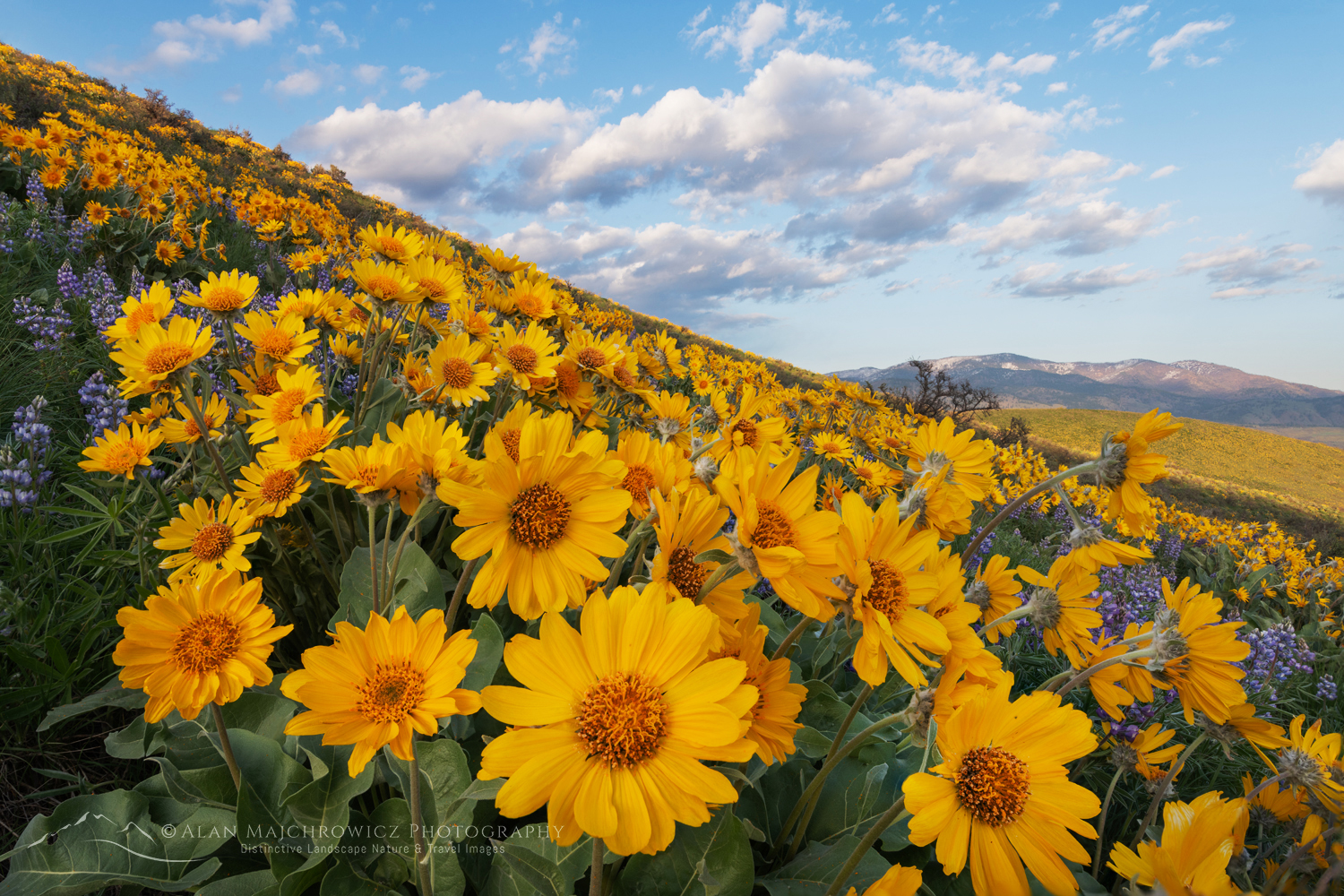 Arrowleaf Balsamroot (Balsamorhiza sagittata) growing in meadows of the Methow Valley, North Cascades, Washington #85778