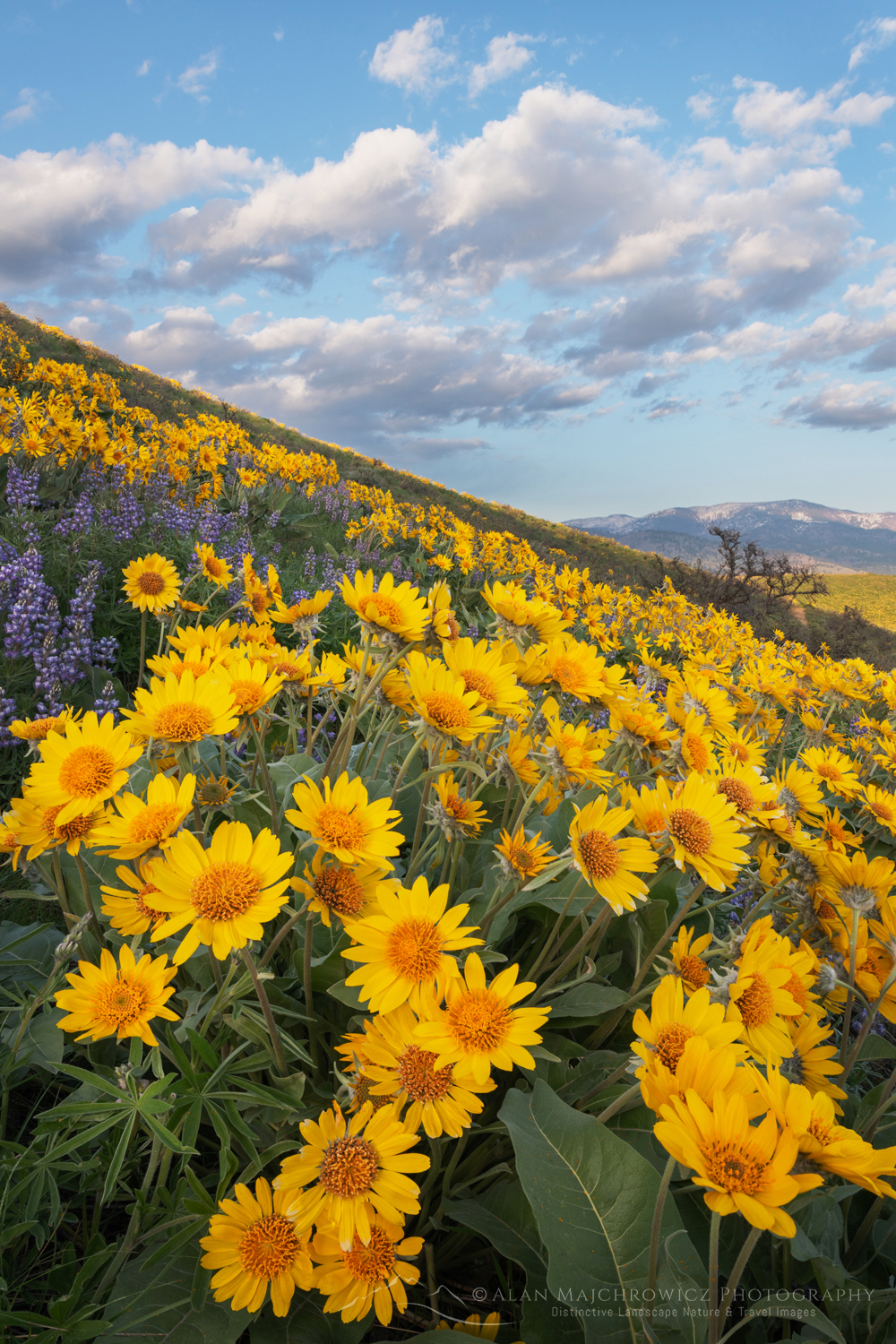 Arrowleaf Balsamroot (Balsamorhiza sagittata) growing in meadows of the Methow Valley, North Cascades, Washington #85783