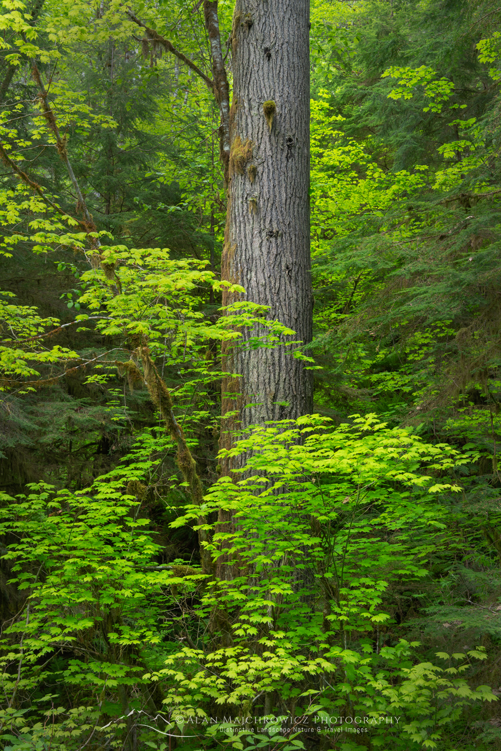 Vine Maples and Western Hemlock, Mt. Baker-Snoqualmie National Forest North Cascades Washington #85868