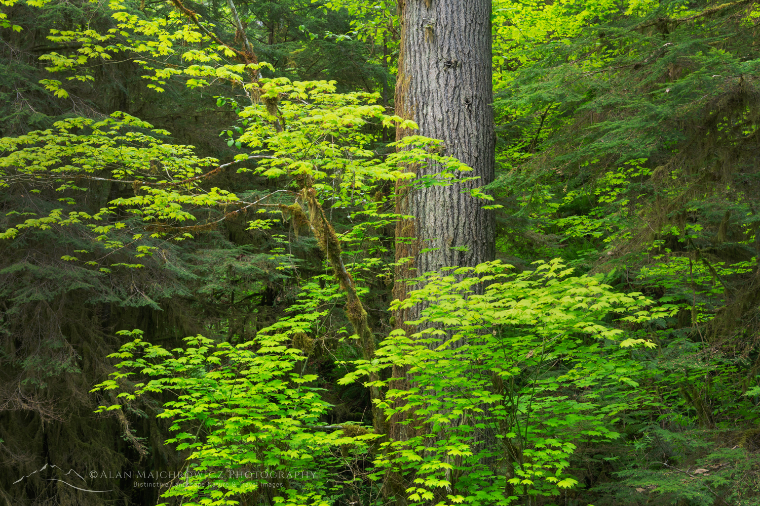 Vine Maples and Western Hemlock, Mt. Baker-Snoqualmie National Forest, North Cascades, Washington #85869