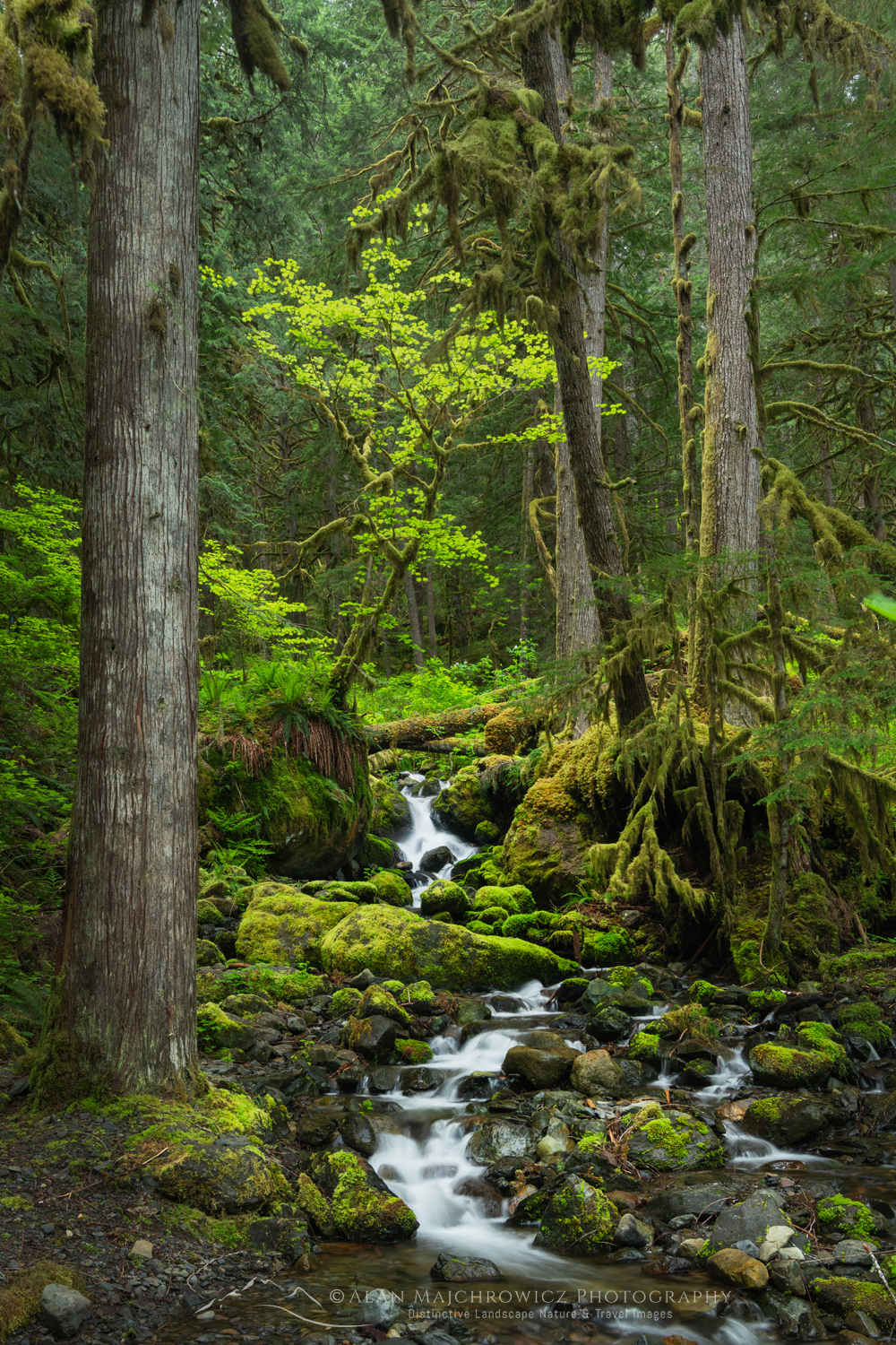 Old-Growth Forest North Cascades. Mt. Baker-Snoqualmie National Forest, Washington #85889