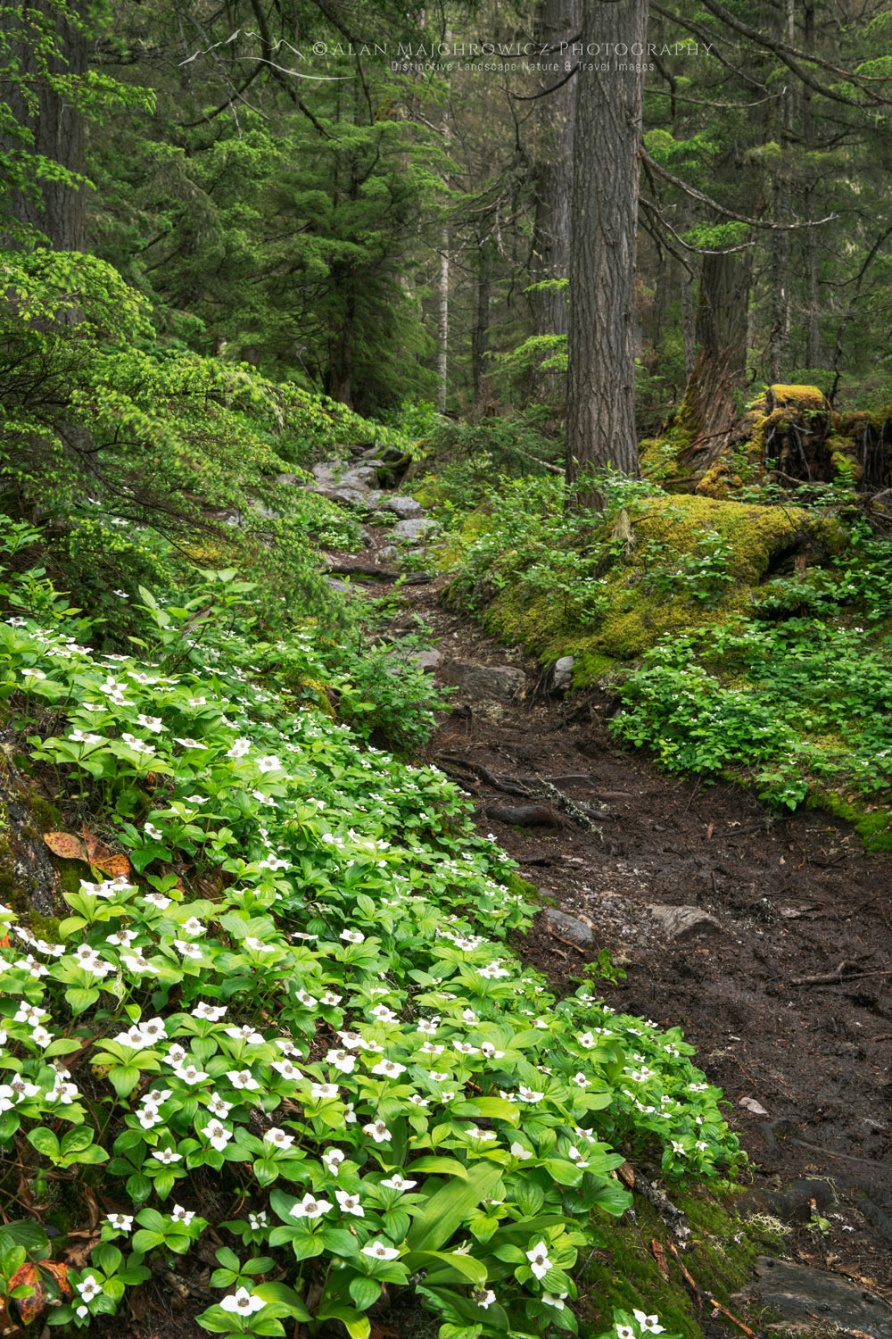 Avalanche Crest Trail. Glacier National Park, Selkirk Mountains, British Columbia #86084