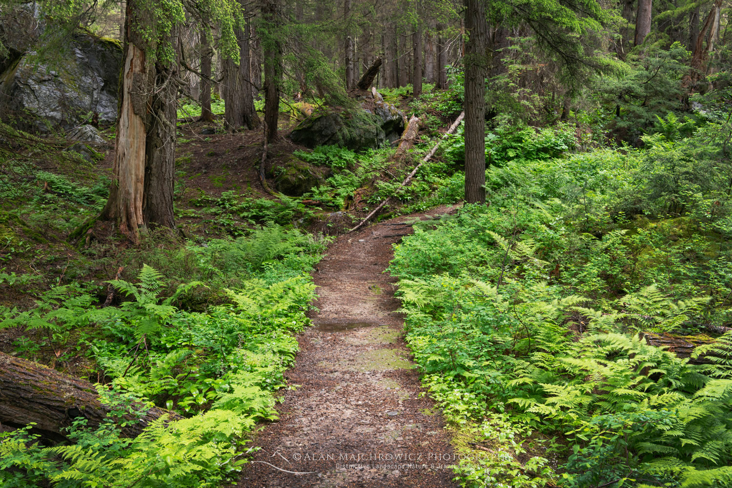 Avalanche Crest Trail. Glacier National Park, Selkirk Mountains, British Columbia #86085