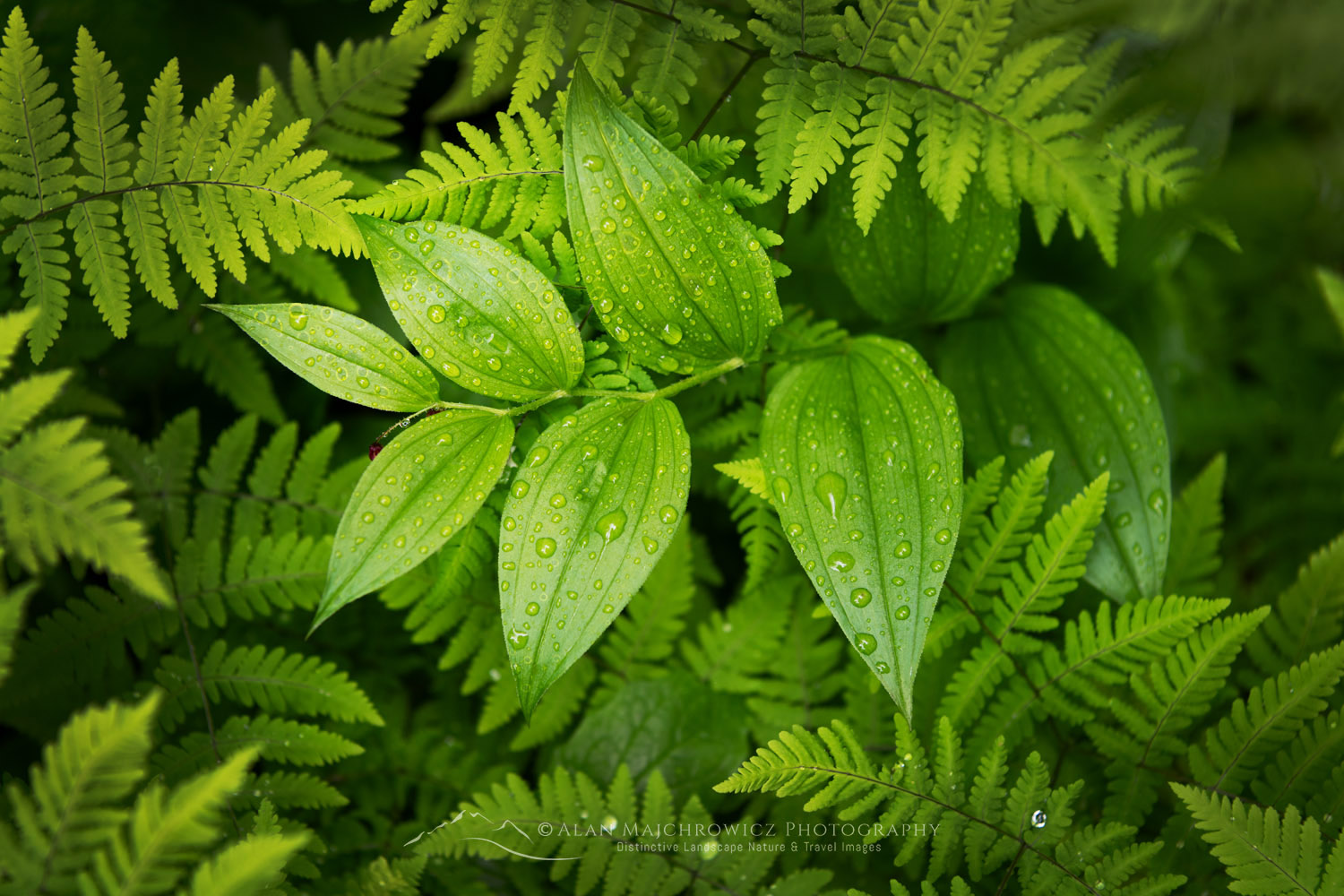 False Solomon's Seal (Maianthemum racemosum) Glacier National Park British Columbia #86059