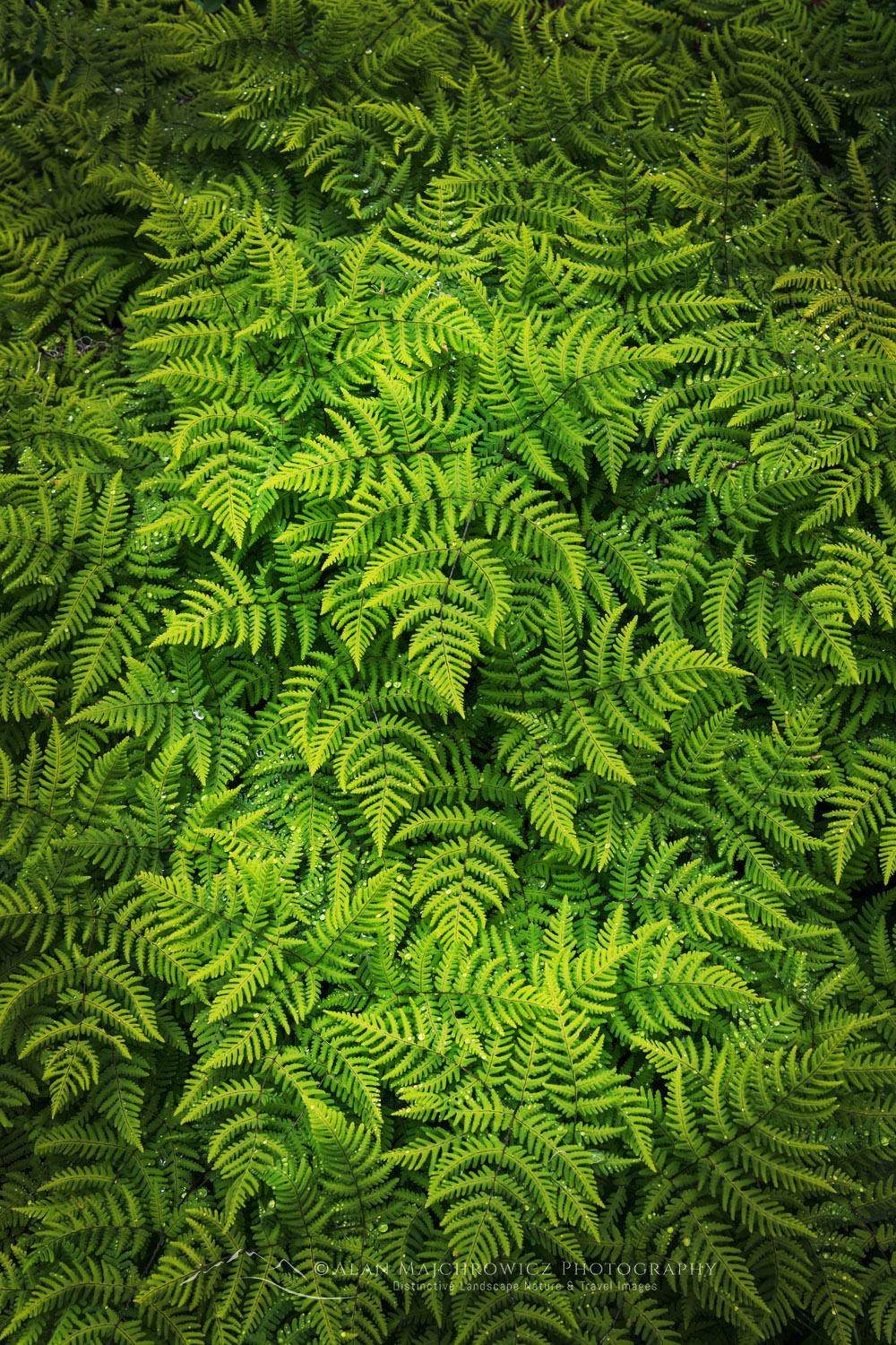 Oak Fern (Gymnocarpium dryopteris), Glacier National Park, British Columbia #86077