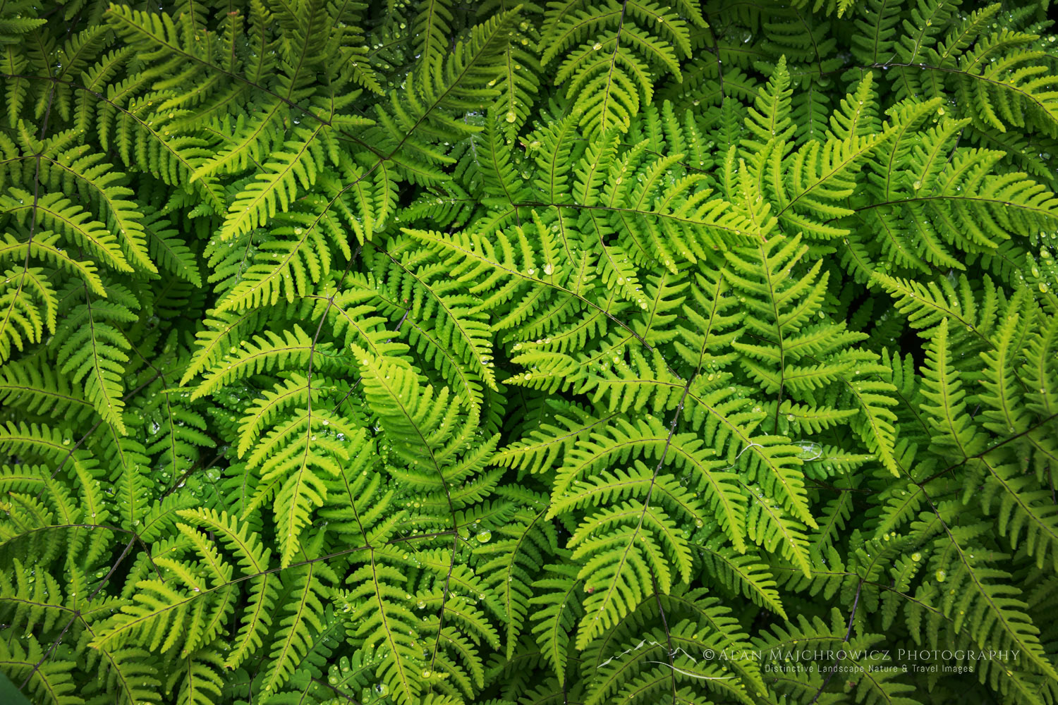 Oak Fern (Gymnocarpium dryopteris), Glacier National Park, British Columbia #86080