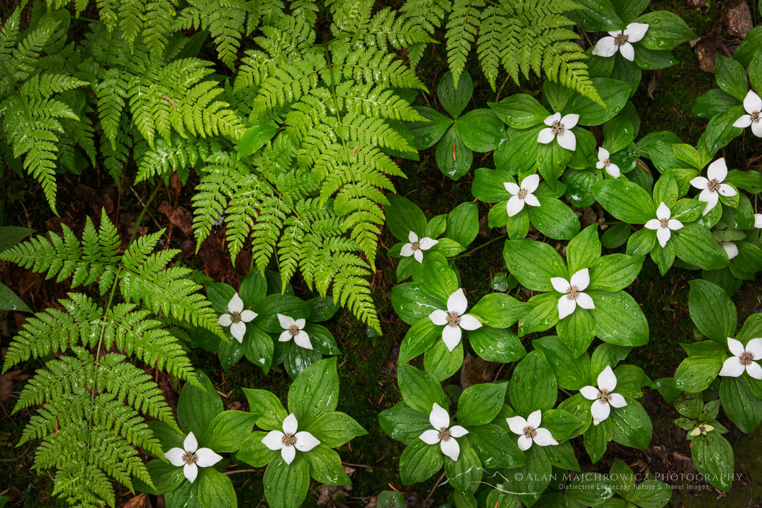 Bunchberry (Cornus canadensis) and Oak Fern (Gymnocarpium dryopteris) Glacier National Park British Columbia #86050