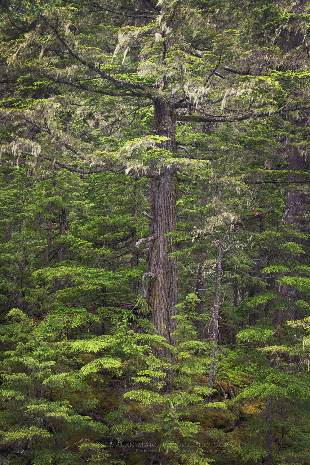 Old-Growth forest, Glacier National Park , Selkirk Mountains, British Columbia #86088