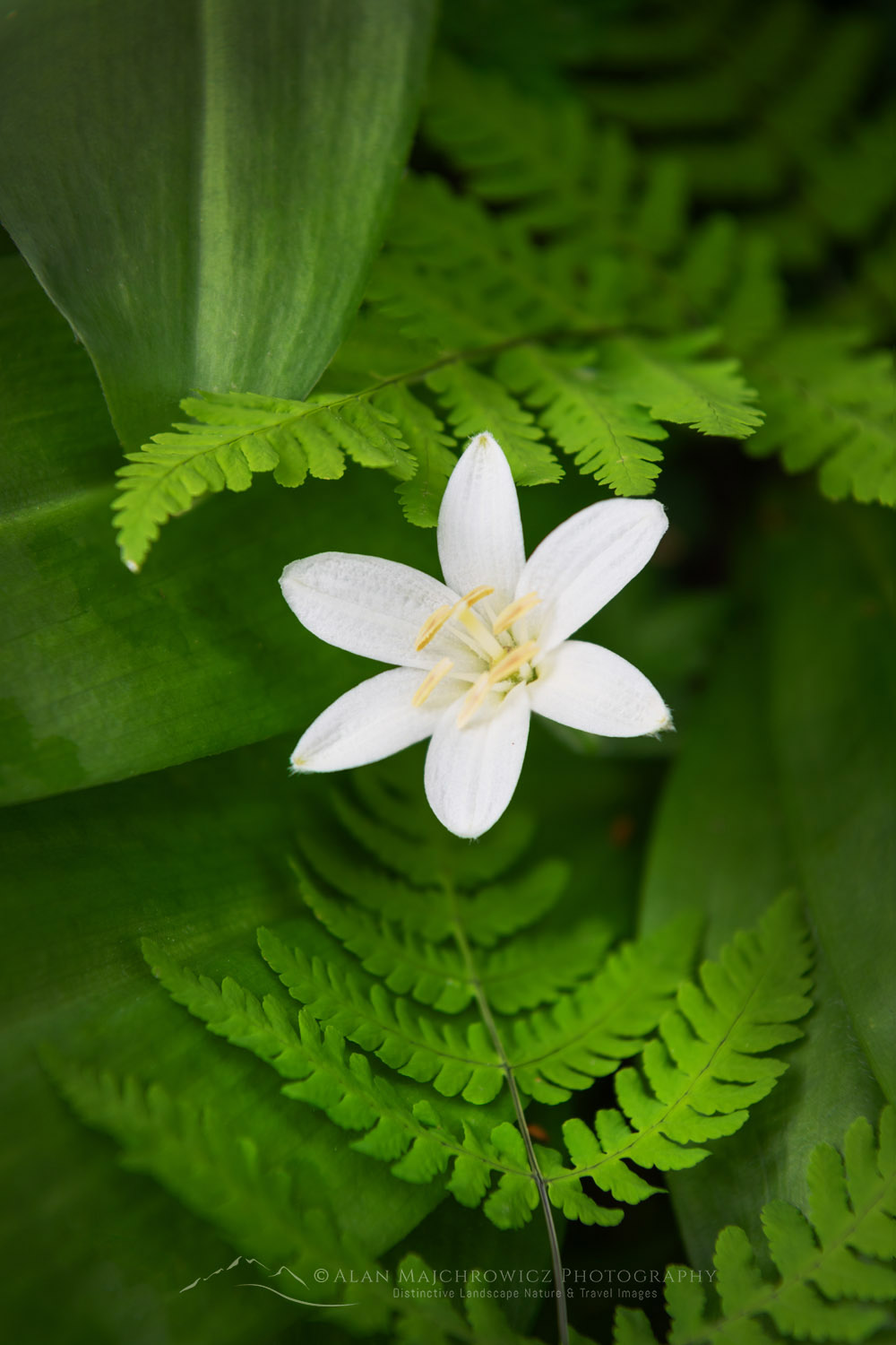 Queen's Cup (Clintonia uniflora) and Oak Fern (Gymnocarpium dryopteris) Glacier National Park British Columbia #86053