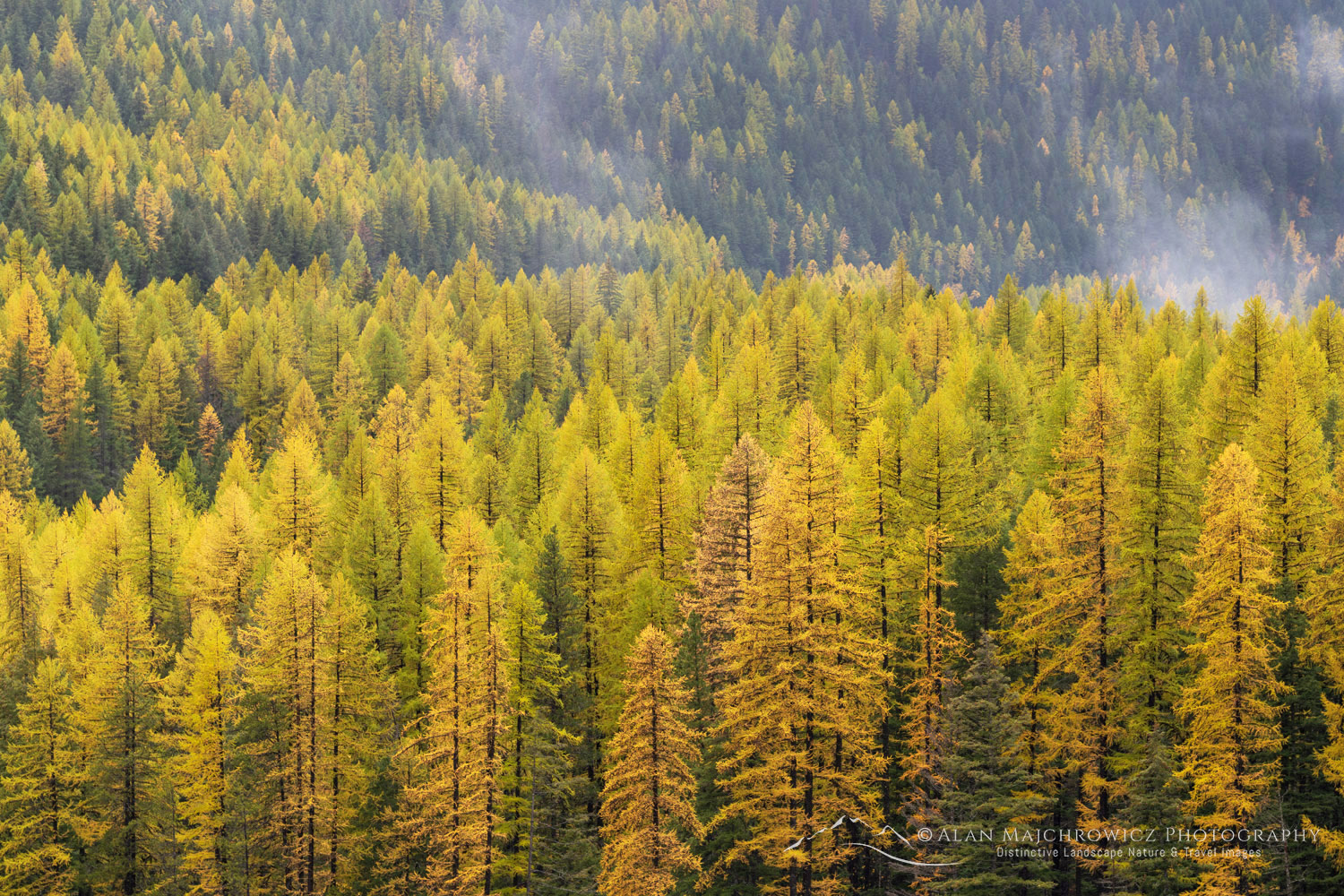 Western Larches (Larix occidentalis) in autumn foliage. Glacier National Park, Montana