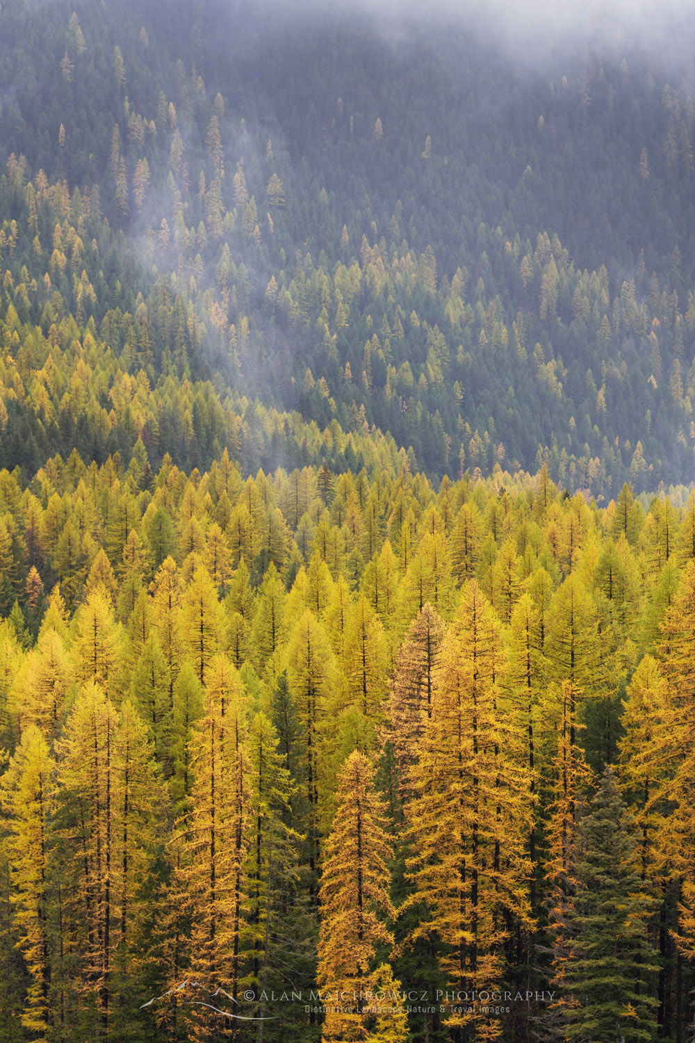 Western Larches (Larix occidentalis) in autumn foliage. Glacier National Park, Montana