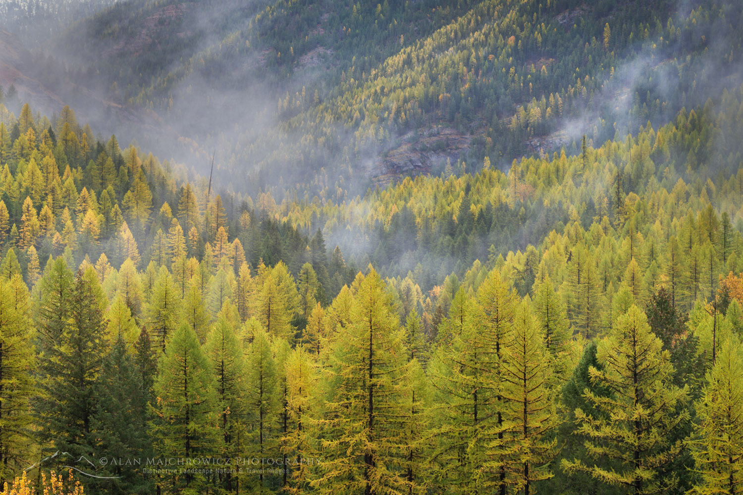 Western Larches (Larix occidentalis) in autumn foliage. Glacier National Park, Montana