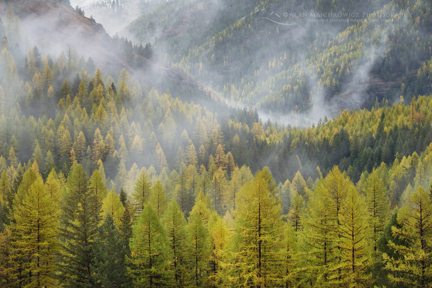 Western Larches (Larix occidentalis) in autumn foliage. Glacier National Park, Montana