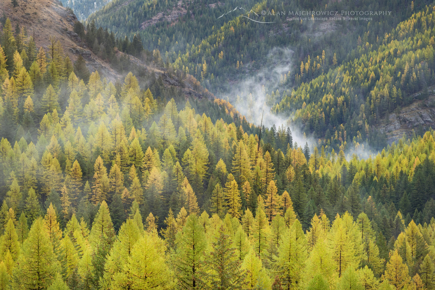 Western Larches (Larix occidentalis) in autumn foliage. Glacier National Park, Montana