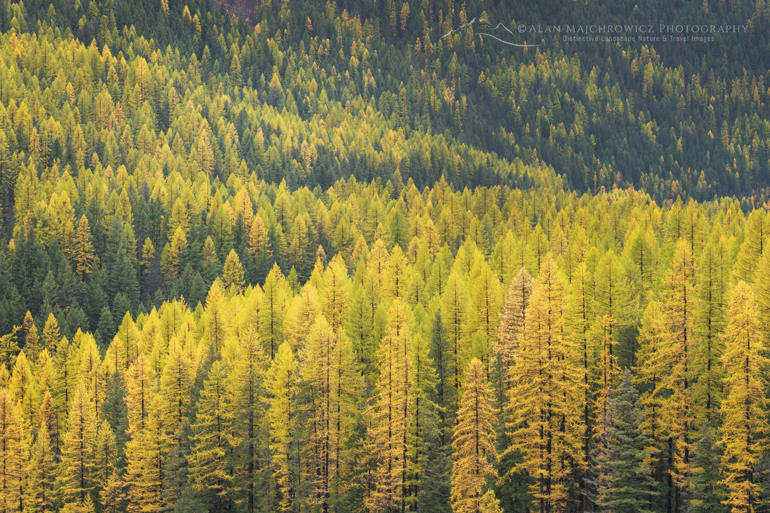 Western Larches (Larix occidentalis) in autumn foliage. Glacier National Park, Montana