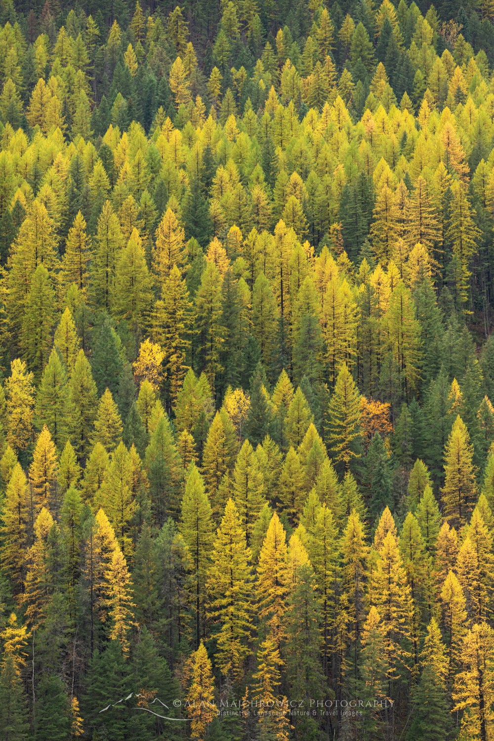 Western Larches (Larix occidentalis) in autumn foliage. Glacier National Park, Montana