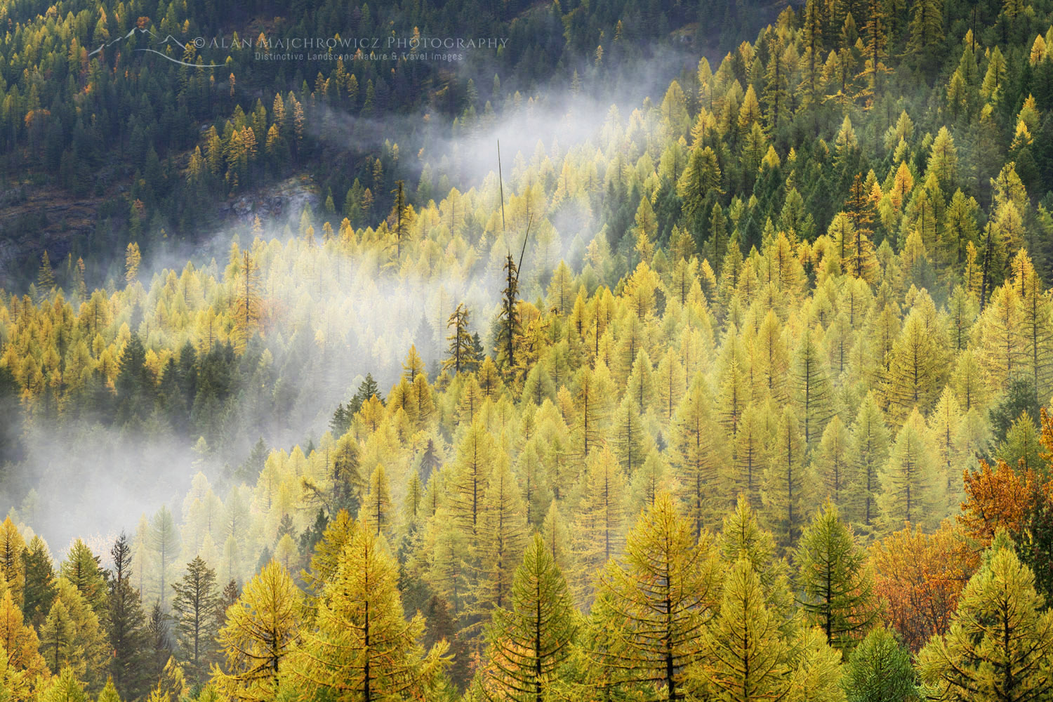 Western Larches (Larix occidentalis) in autumn foliage. Glacier National Park, Montana