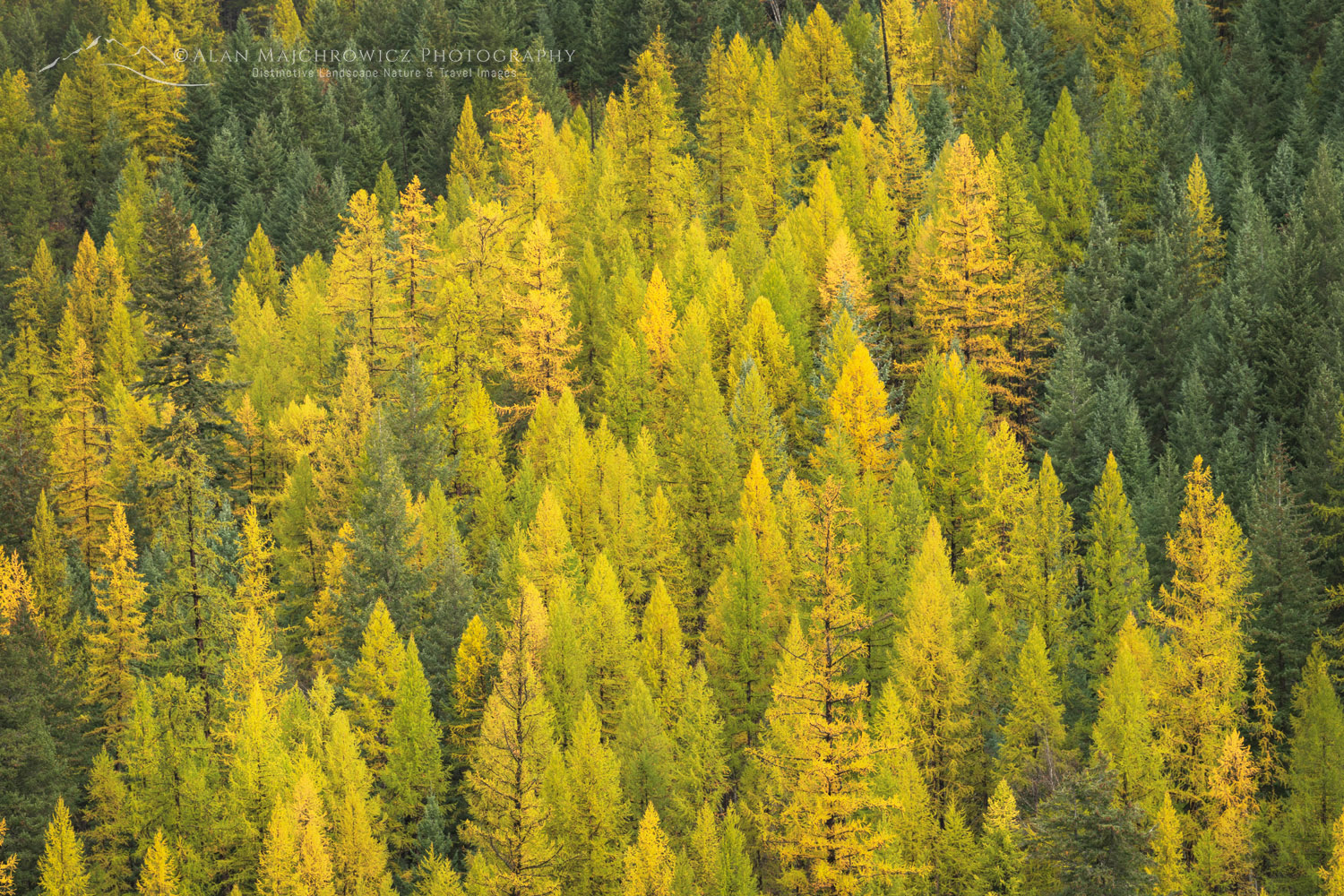 Western Larches (Larix occidentalis) in autumn foliage. Glacier National Park, Montana