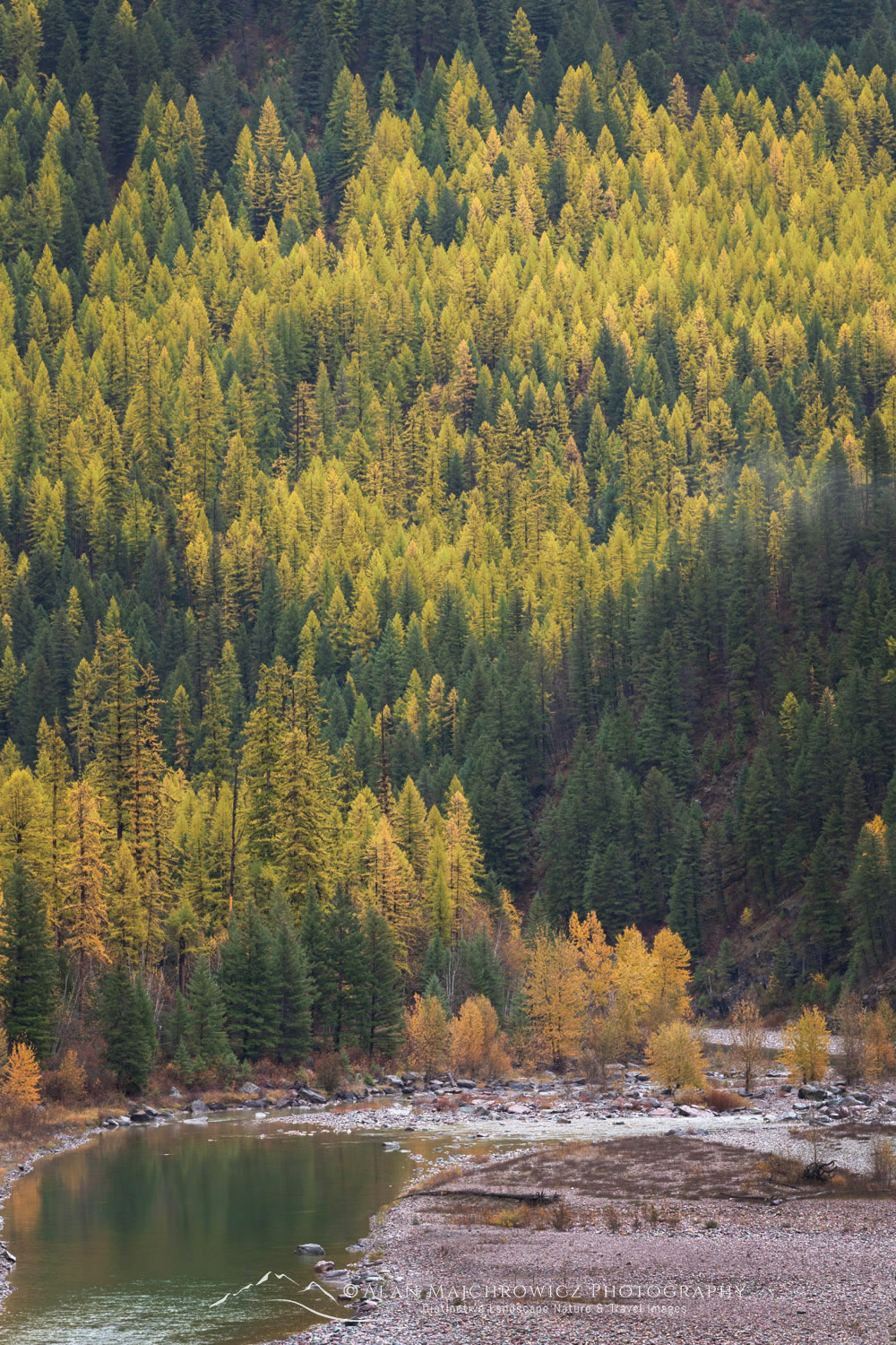Larches (Larix occidentalis) in autumn foliage along the Middle Fork Flathead River. Glacier National Park, Montana