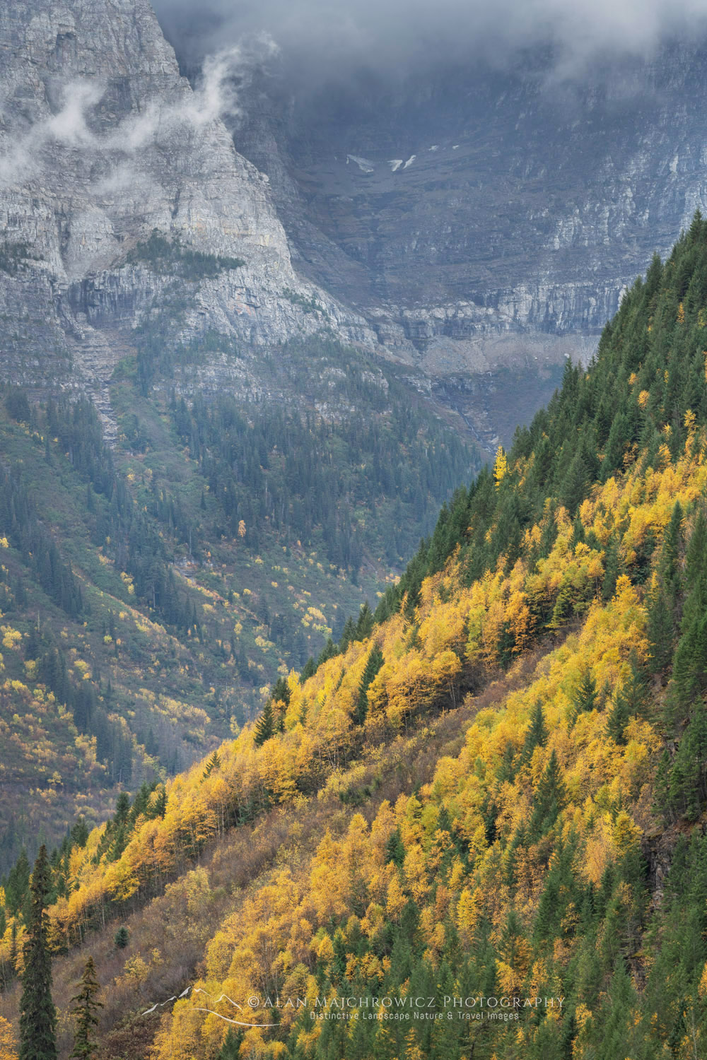 Autumn foliage along Going To The Sunn Road, Glacier National Park
