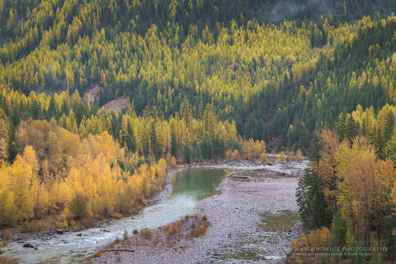 Larches (Larix occidentalis) in autumn foliage along the Middle Fork Flathead River. Glacier National Park, Montana
