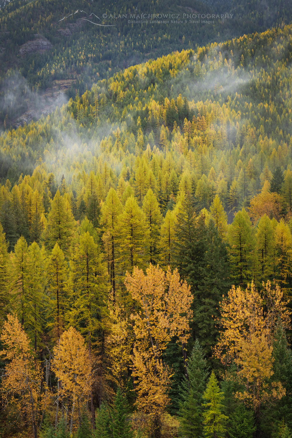 Larches (Larix occidentalis) in autumn foliage. Glacier National Park, Montana