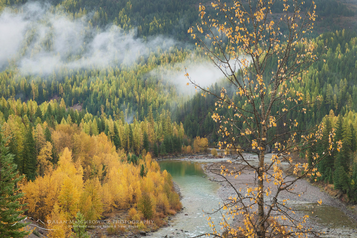 Fall foliage along the Middle Fork Flathead River. Glacier National Park, Montana