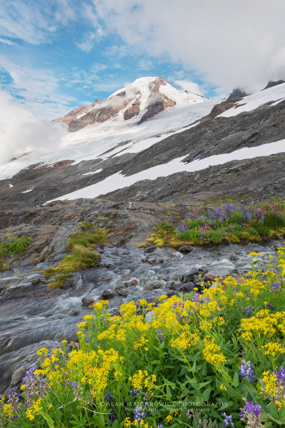 View of Mount Baker and wildflowers on Heliotrope Ridge. Mount Baker Wilderness, North Cascades Washington