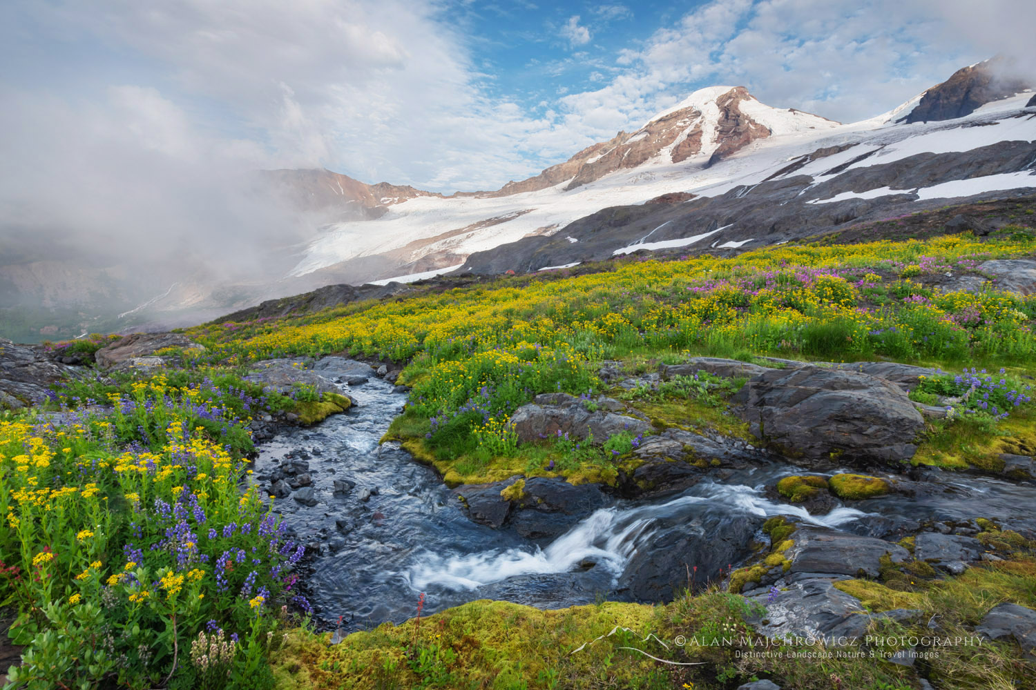 View of Mount Baker and wildflowers on Heliotrope Ridge. Mount Baker Wilderness, North Cascades Washington