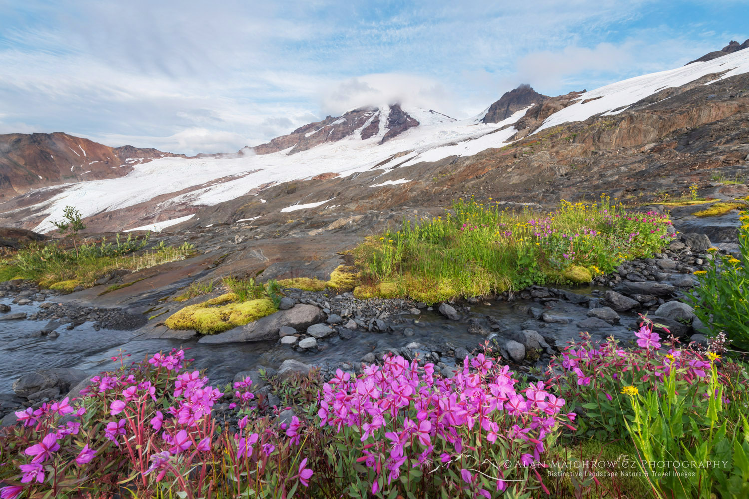 Wildflowers on Heliotrope Ridge, Mount Baker, Coleman, and Roosevelt glaciers are in the distance. Mount Baker Wilderness, North Cascades