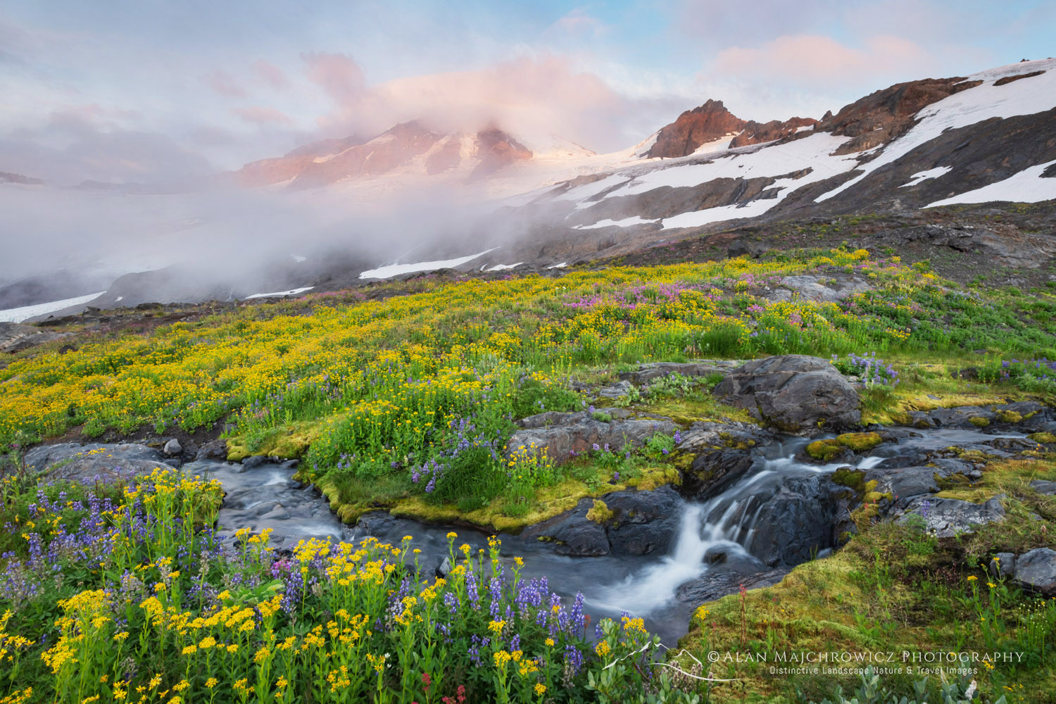 Wildflowers on Heliotrope Ridge, Mount Baker, Coleman, and Roosevelt glaciers are in the distance. Mount Baker Wilderness, North Cascades