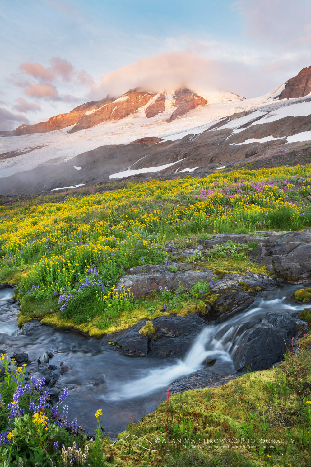 Wildflowers on Heliotrope Ridge, Mount Baker, Coleman, and Roosevelt glaciers are in the distance. Mount Baker Wilderness, North Cascades