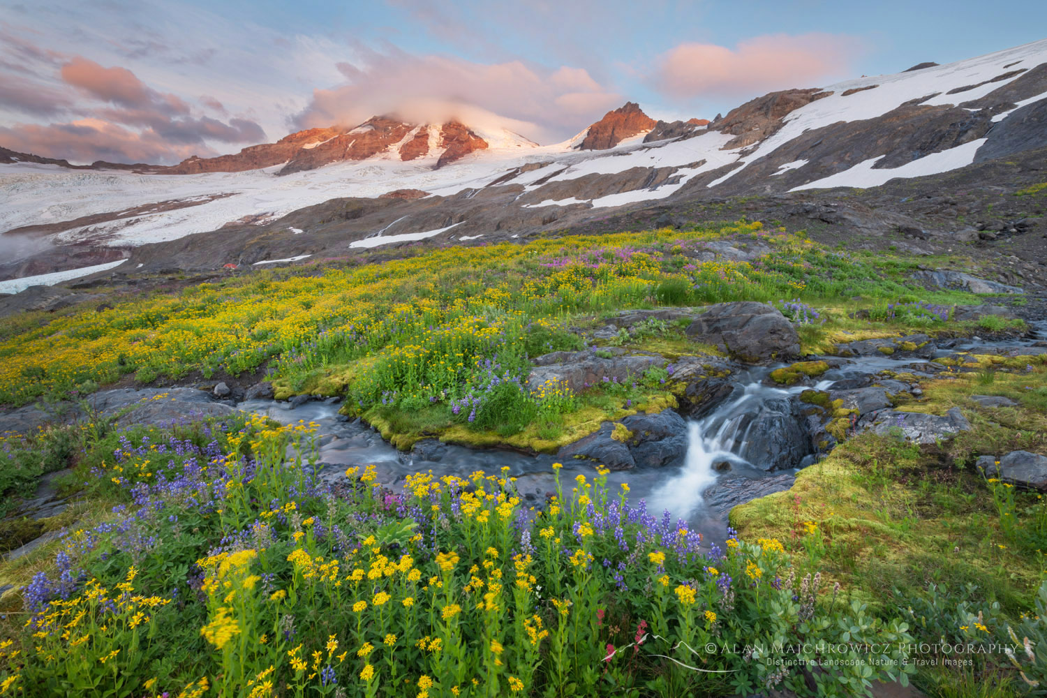 Wildflowers on Heliotrope Ridge, Mount Baker, Coleman, and Roosevelt glaciers are in the distance. Mount Baker Wilderness, North Cascades